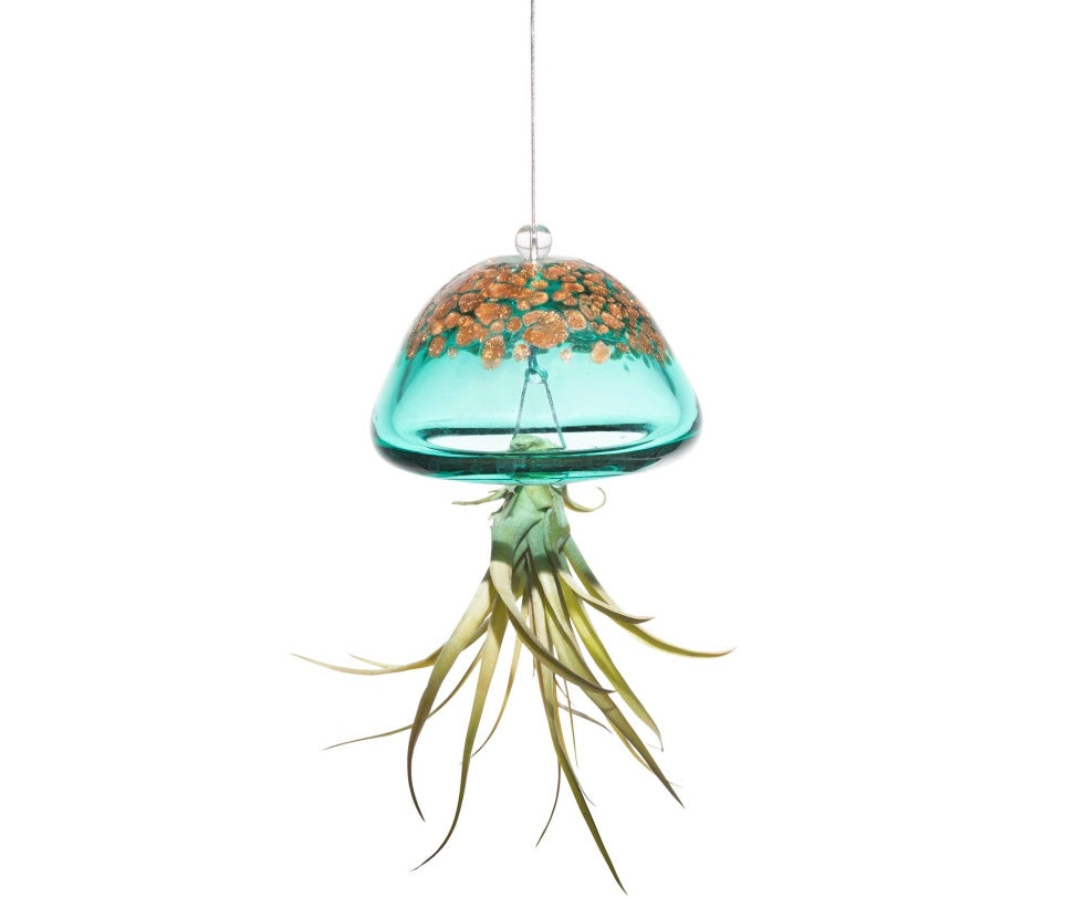 Glassware hanging Jellyfish air plant inc