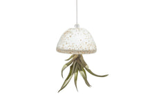Load image into Gallery viewer, Glassware hanging Jellyfish air plant inc
